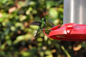 Hummingbird spotted during your tour